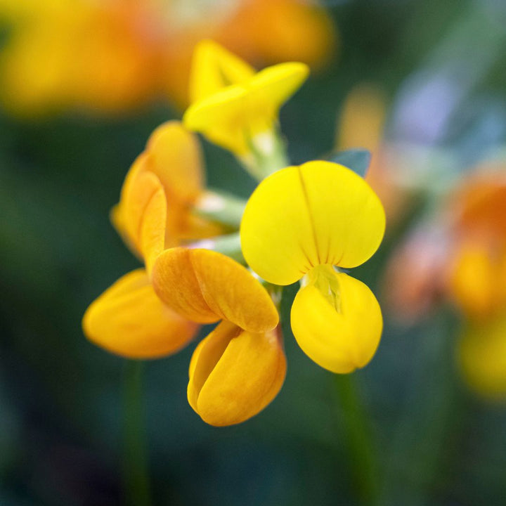 Bird's-foot Trefoil Wildflower Seed | Lotus corniculatus