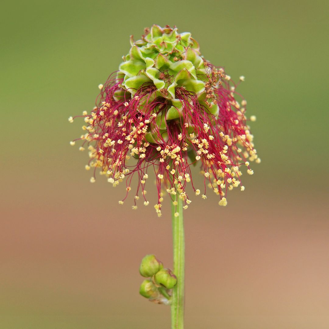 Salad Burnet Wildflower Seed | Sanguisorba minor