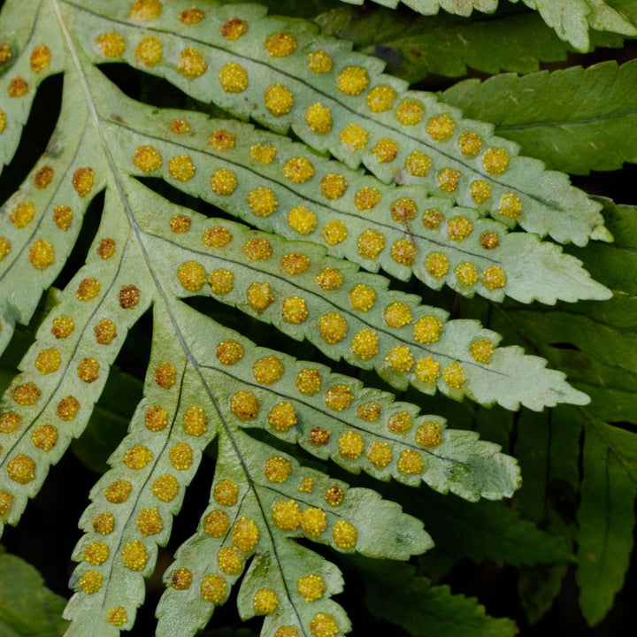 Common Polypody | Polypodium vulgare