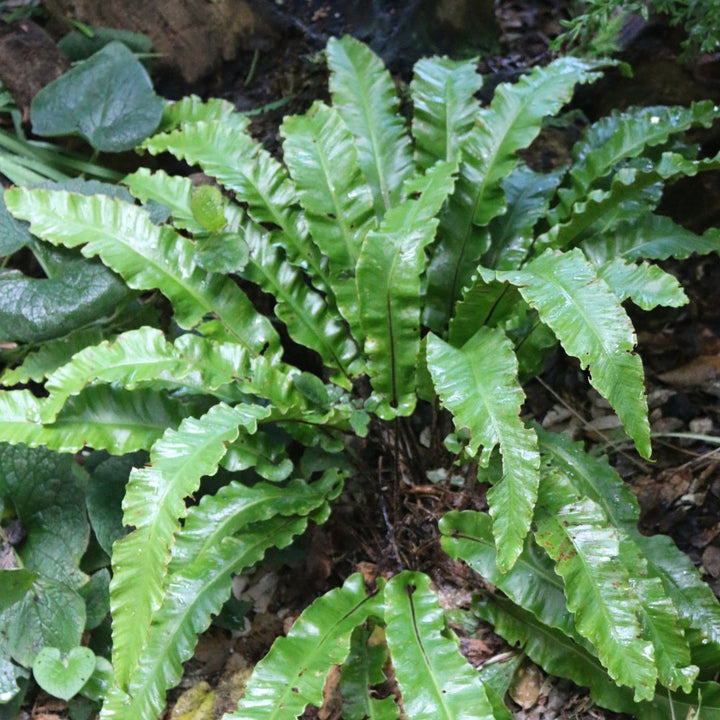 Hart's Tongue Fern | Asplenium scolopendrium