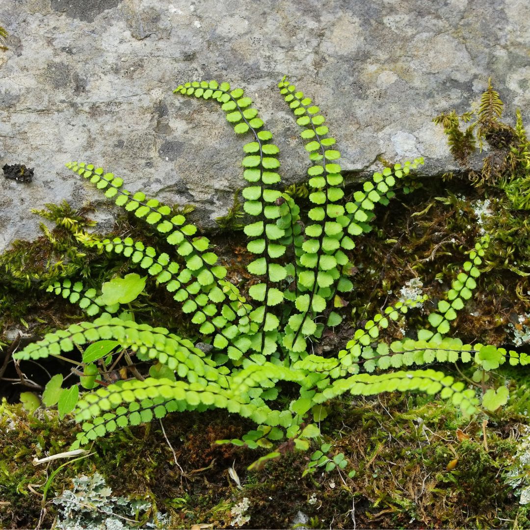 Maidenhair Spleenwort | Asplenium trichomanes