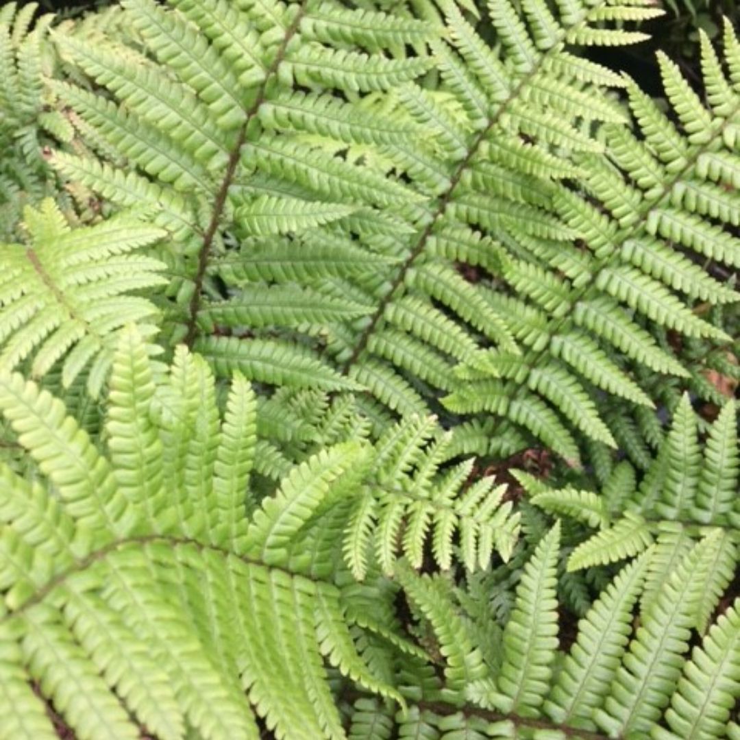 Golden Scale Male Fern | Dryopteris affinis