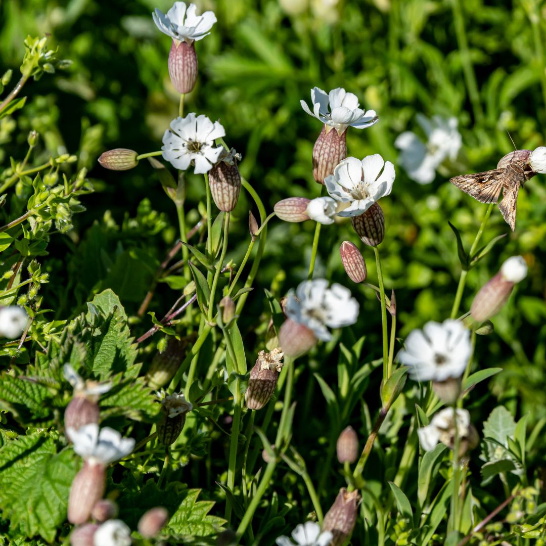 wildflower seeds for shaded areas uk British Native Meadow Wildflower Seeds For Coastal Areas – Meadowmania UK