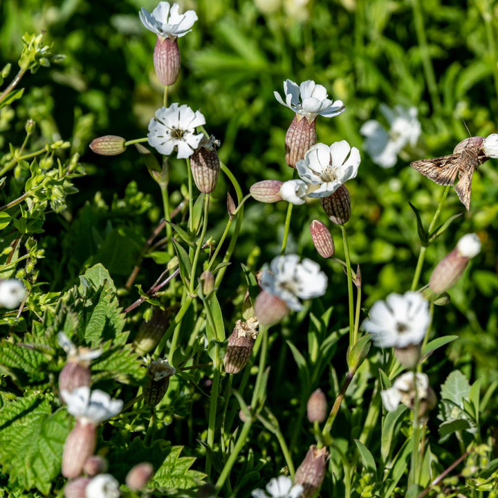 British Native Meadow Wildflower Seeds For Coastal Areas