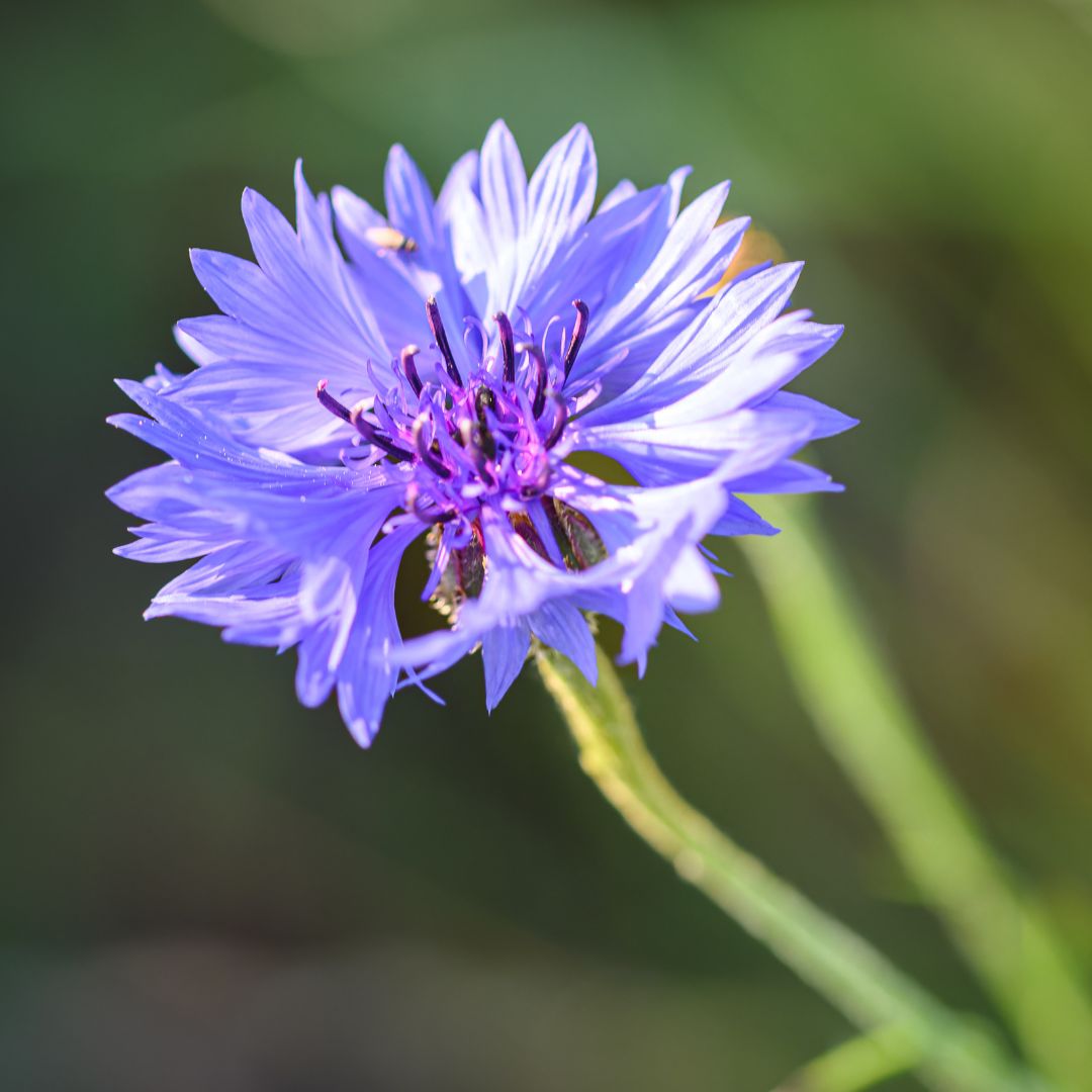 Cornflower Wildflower Seed | Centaurea cyanus