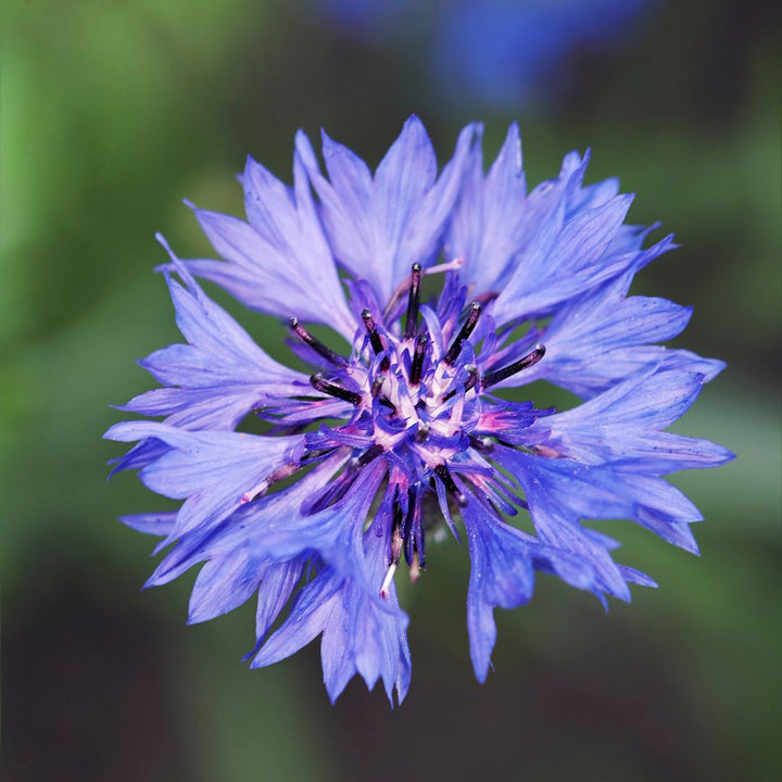 Cornflower Seed | Centaurea cyanus 2g