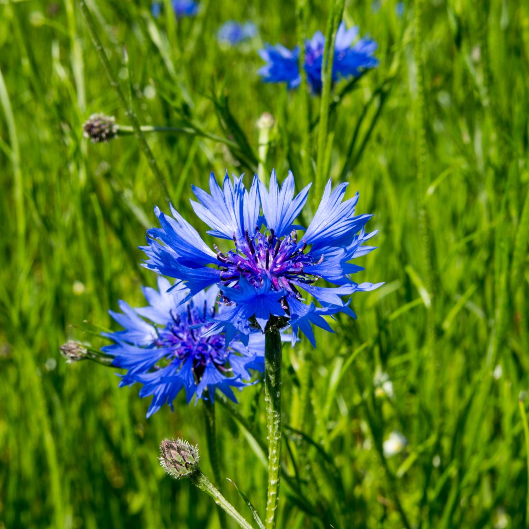 Cornflower Seed | Centaurea cyanus 2g