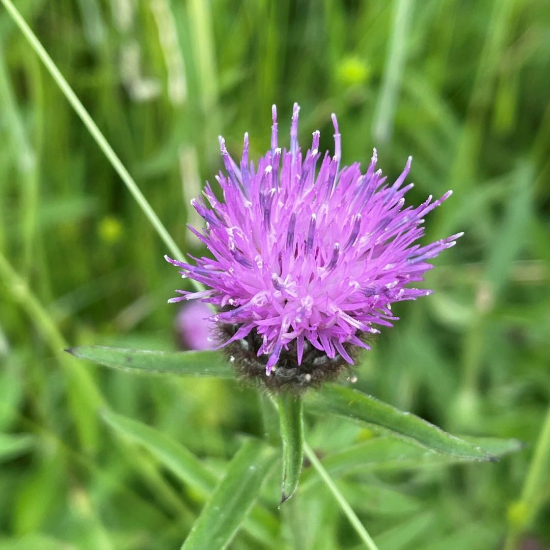 Lesser Knapweed Seed | Centaurea nigra 1g