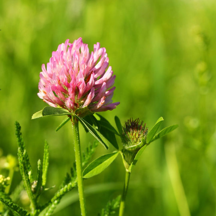 Wild Red Clover Wildflower Seed | Trifolium pratense