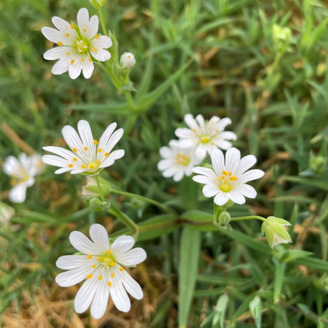 Greater Stitchwort Plug Plants | Stellaria holostea