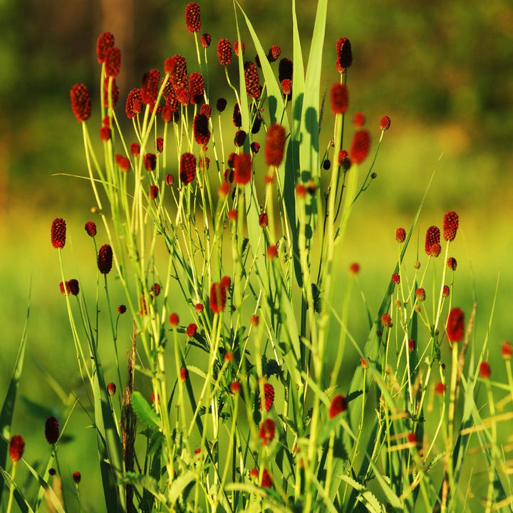 Great Burnet Plug Plants | Sanguisorba officinalis