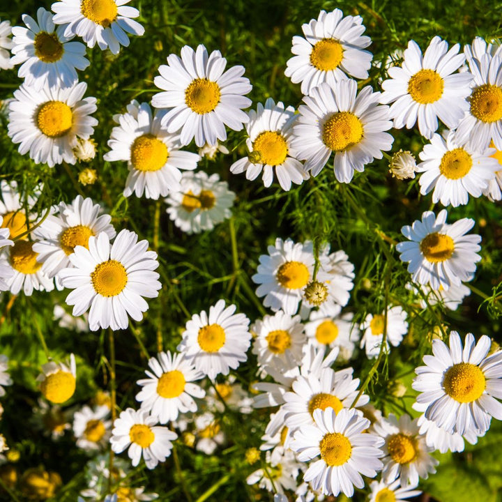 Lawn Chamomile Plug Plants | Anthemis nobilis