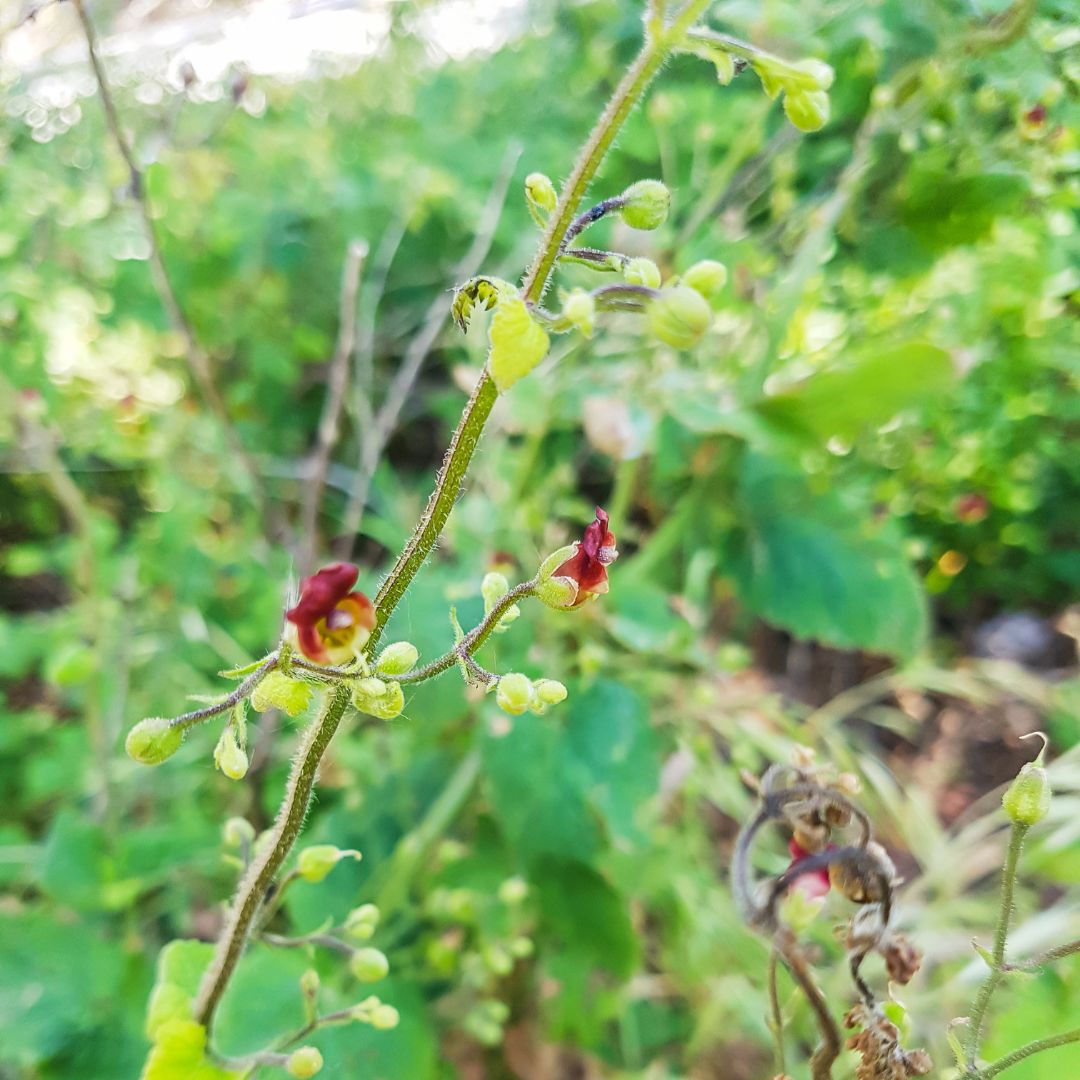 Water Figwort Plug Plants | Scrophularia aquatica