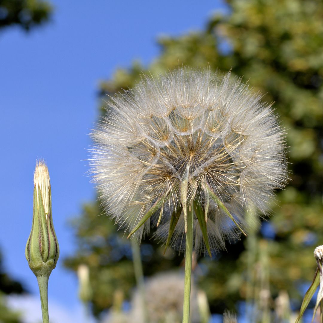 Goat's Beard Plug Plants | Tragopogon pratensis