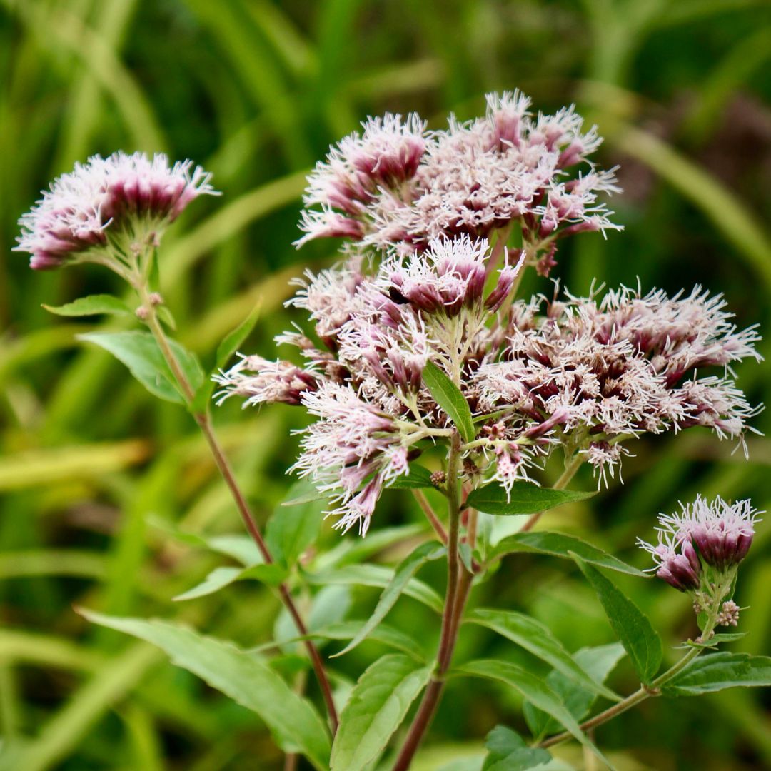 Hemp Agrimony Plug Plants | Eupatorium cannabinum