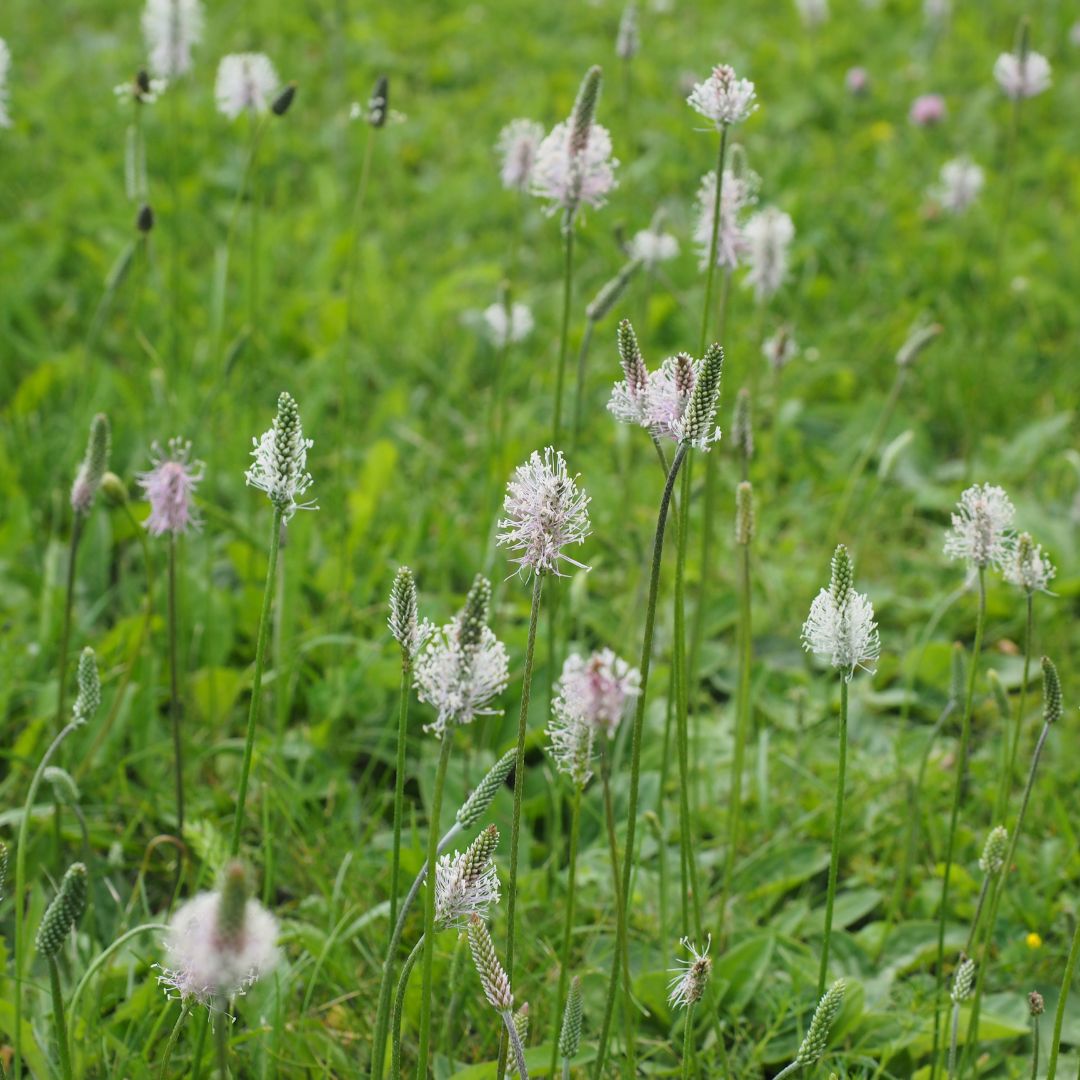 hoary plantain growing amongst grass