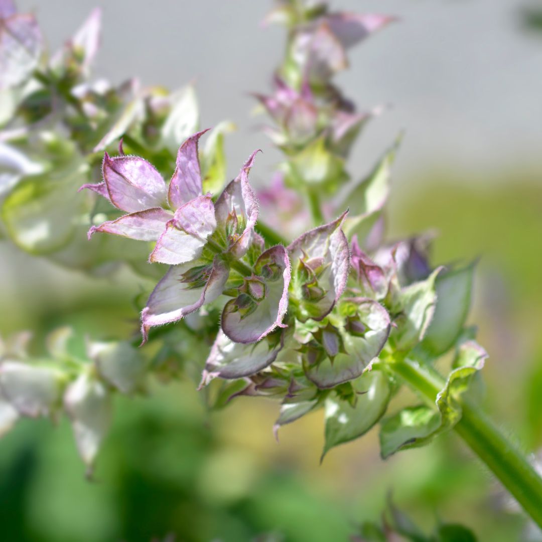 Clary Sage Plug Plants | Salvia sclarea