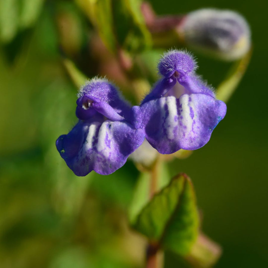 purple skullcap flowers