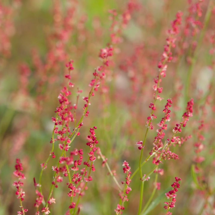 sheep's sorrel flowers in a meadow