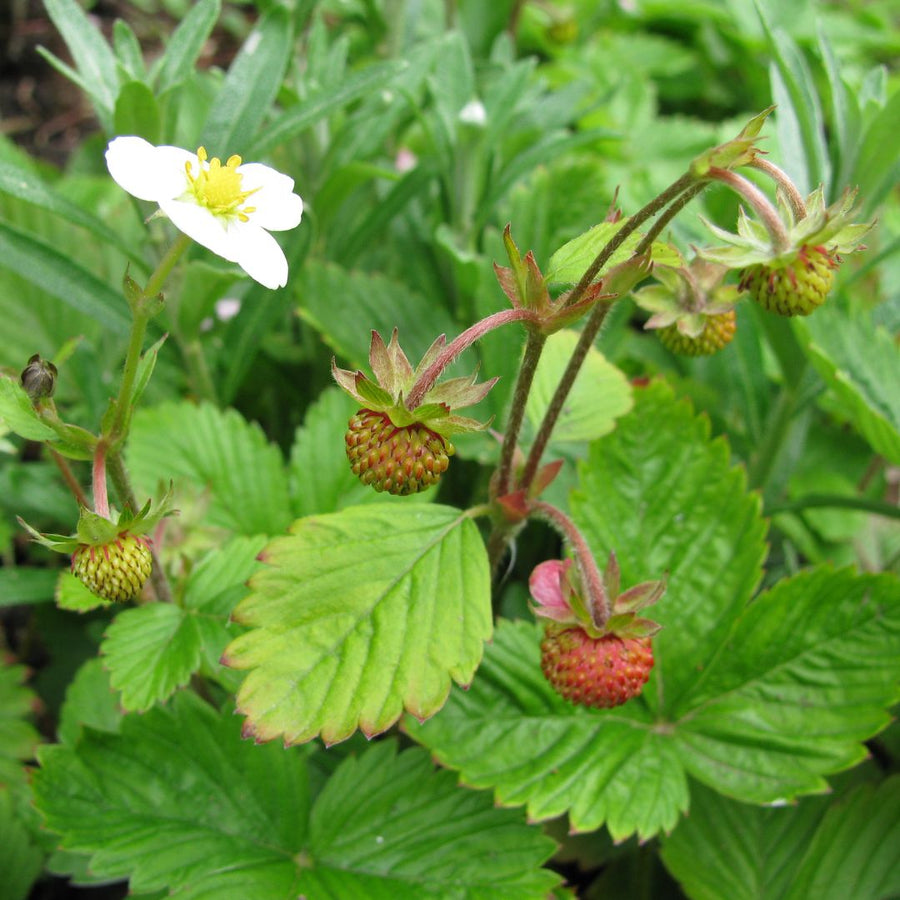 wild strawberries growing from their plant