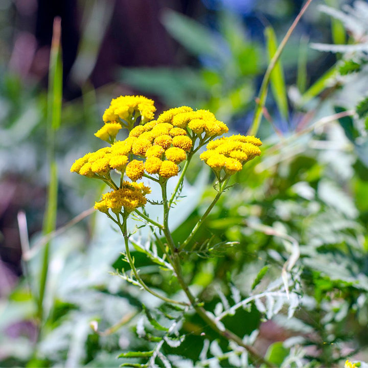 yellow tansy wildflowers