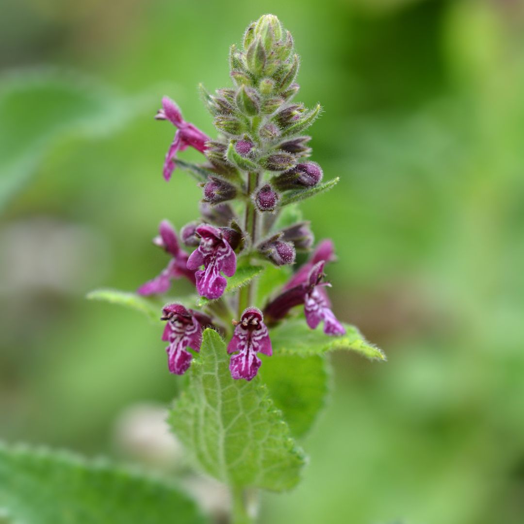 close-up of purple hedge woundwort flowers