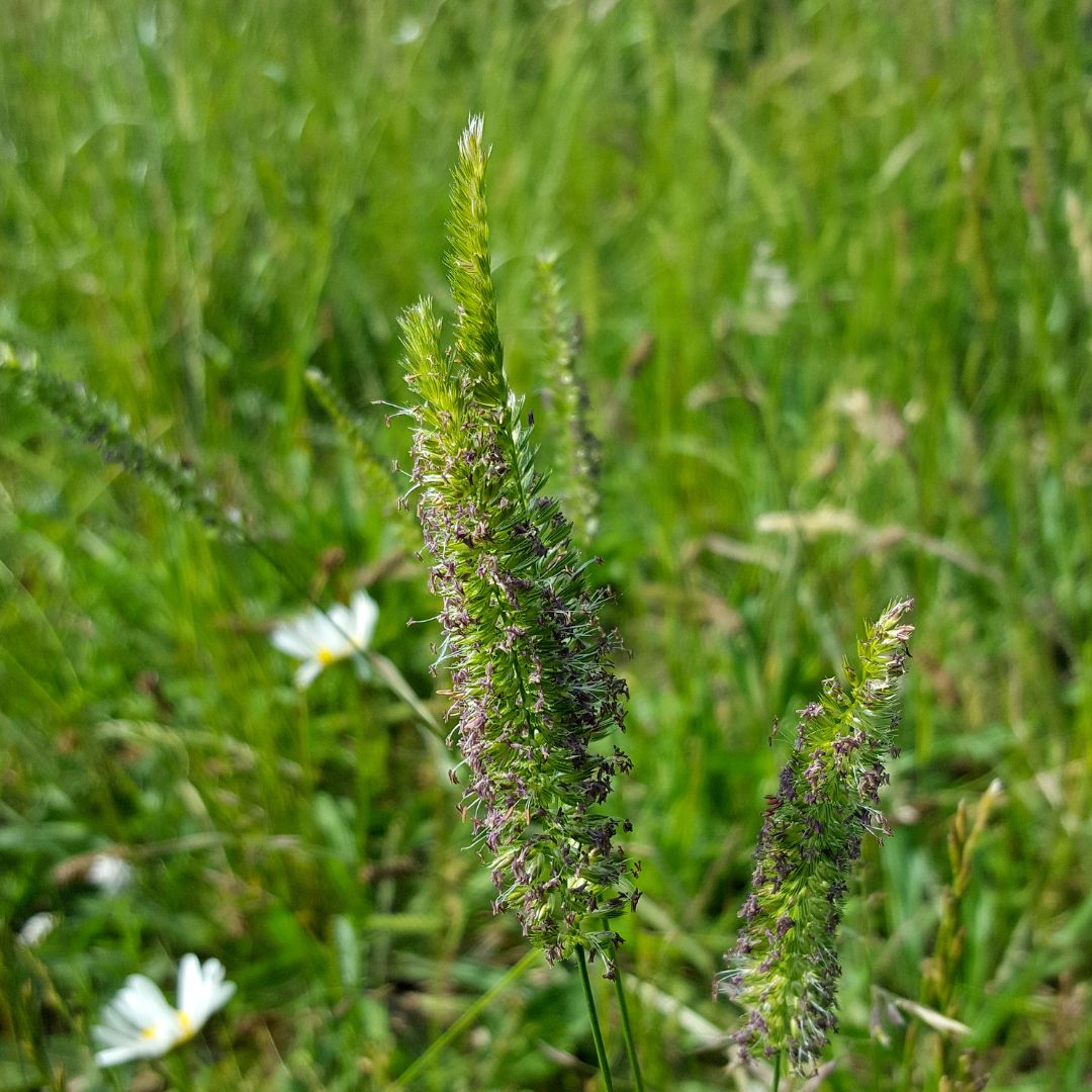 Crested Dogstail Seed