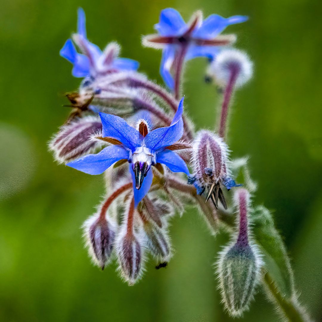 Borage Plug Plants | Borago officinalis