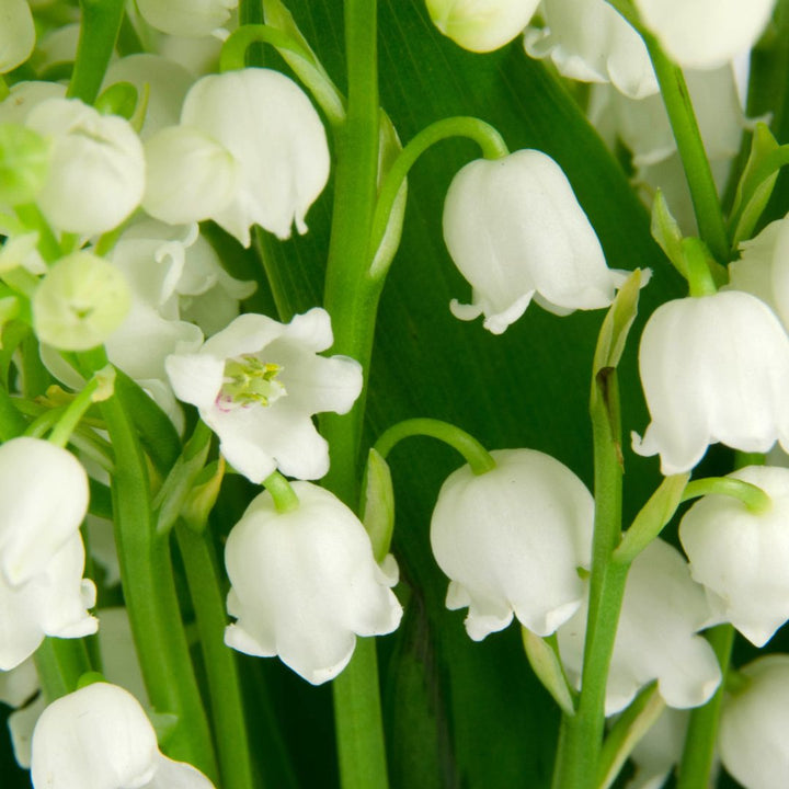 Lily of the Valley Bulbs | Convallaria majalis