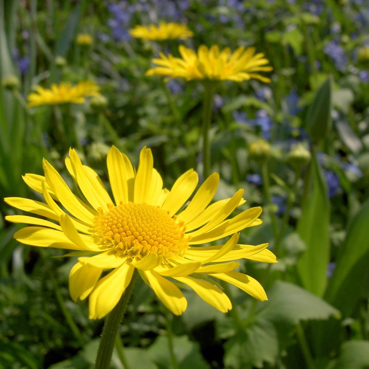 Corn marigold flowers in a meadow of dark green foliage