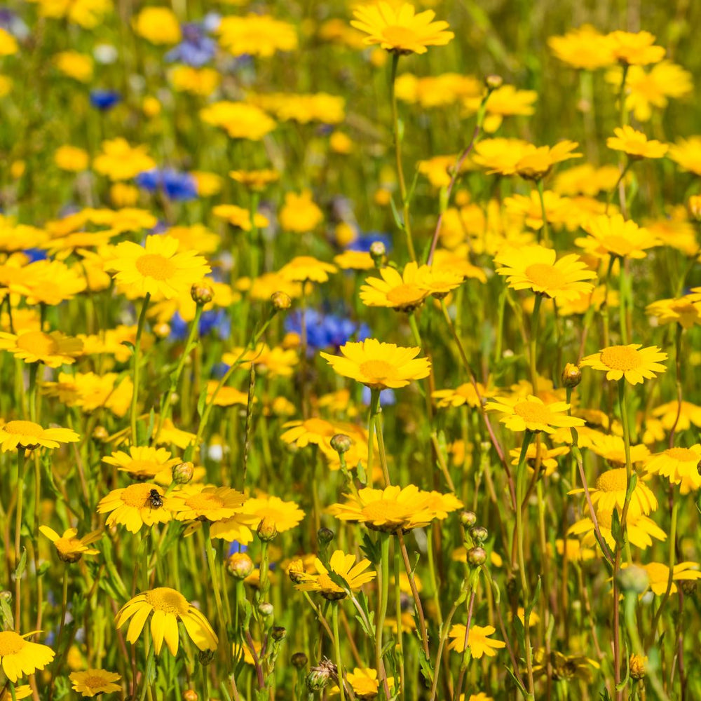 A photo full of corn marigold flowers, some blue cornflower visible in the background