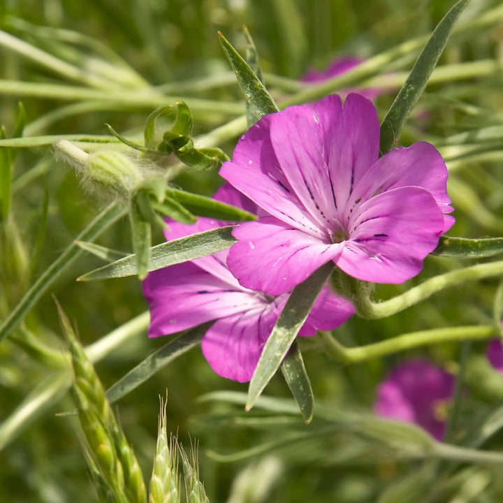 Corncockle flowers amongst grass