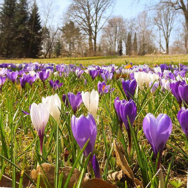 Mixed crocus bulbs growing in a meadow with winter trees in the background