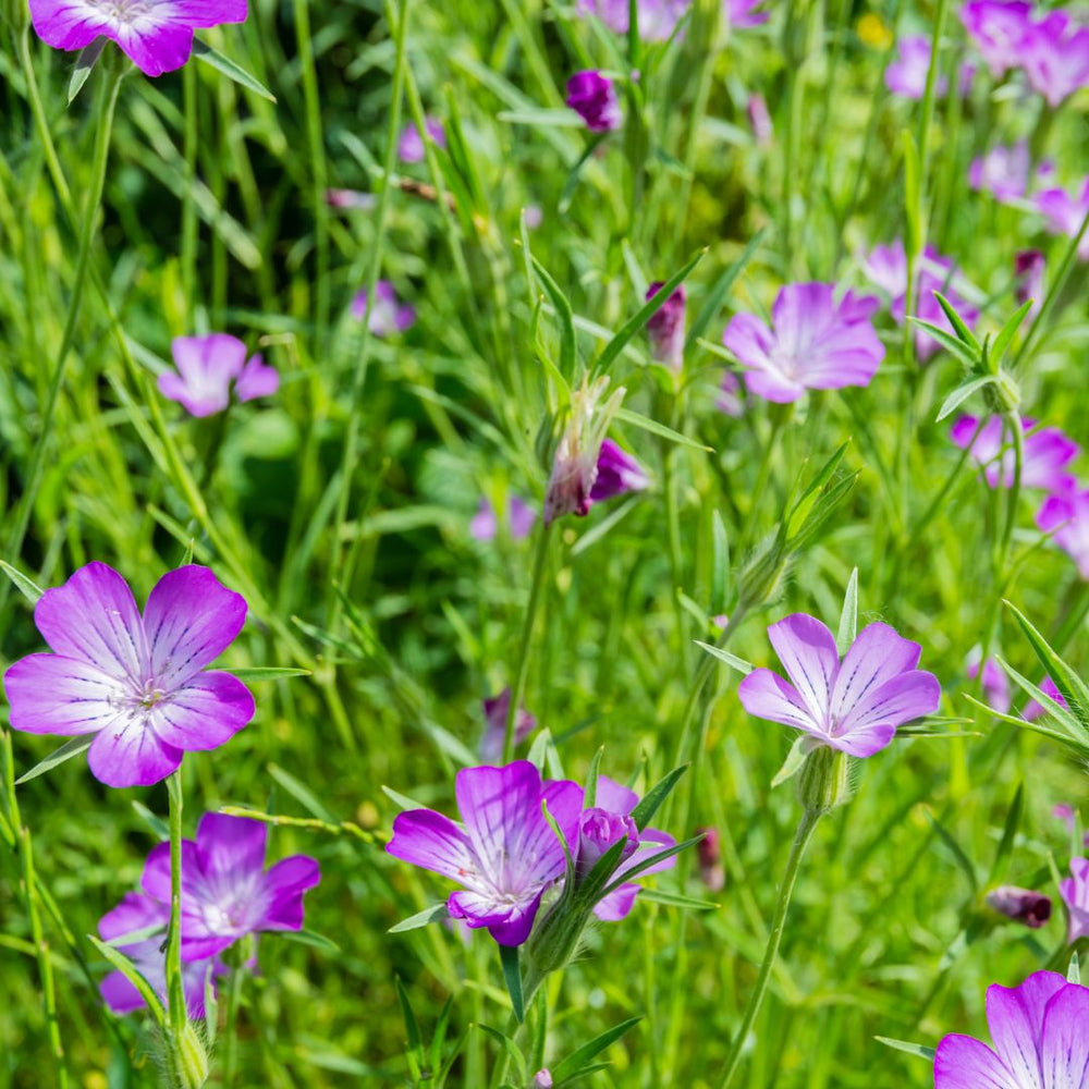 Corncockle flowers amongst bright green foliage