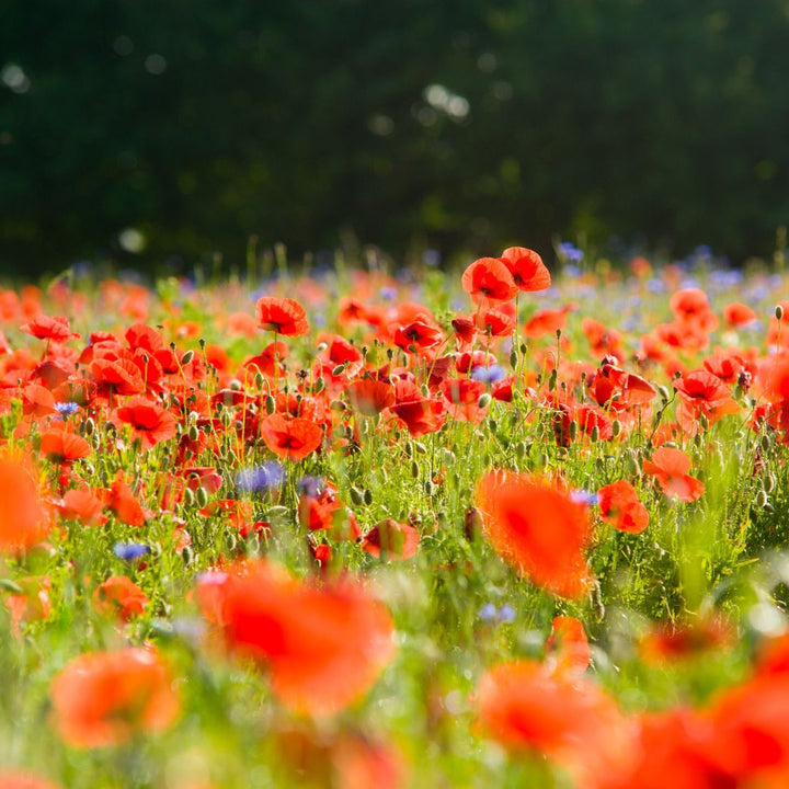 A field of red field poppies