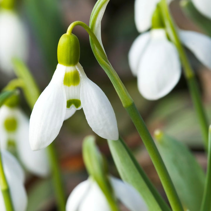 Giant Snowdrop Bulbs In the Green | Galanthus elwesii
