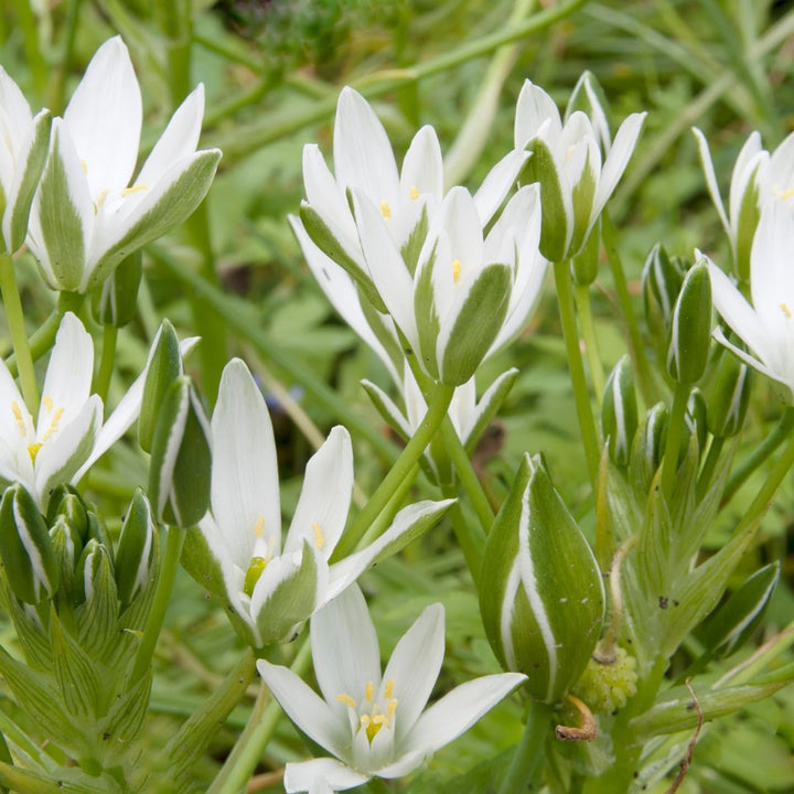 Common star of Bethlehem flowers partially opened, some still in bud