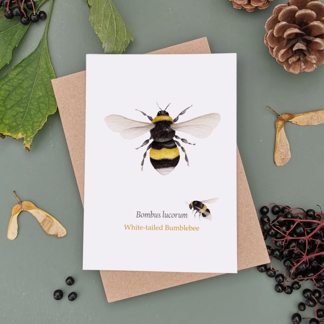 Greeting card with illustration of a large bee, with writing underneath reading 'Bombus lucorum, White-tailed bumblebee' and a smaller bee next to it