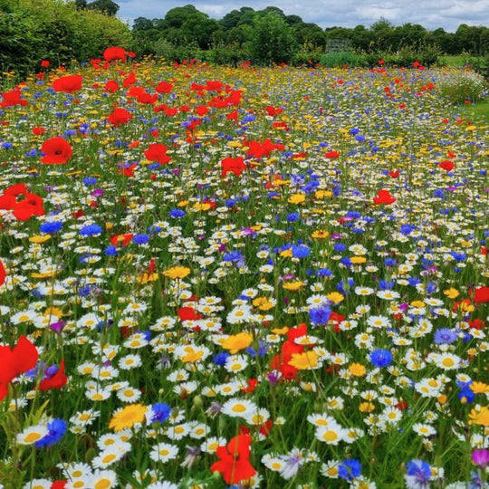 Native Wildflower Plug Plants Annual Collection | Meadowmania ...