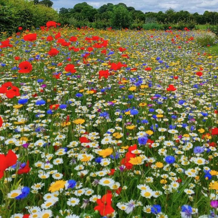 Wildflower Plug Plant Mix Annual Collection