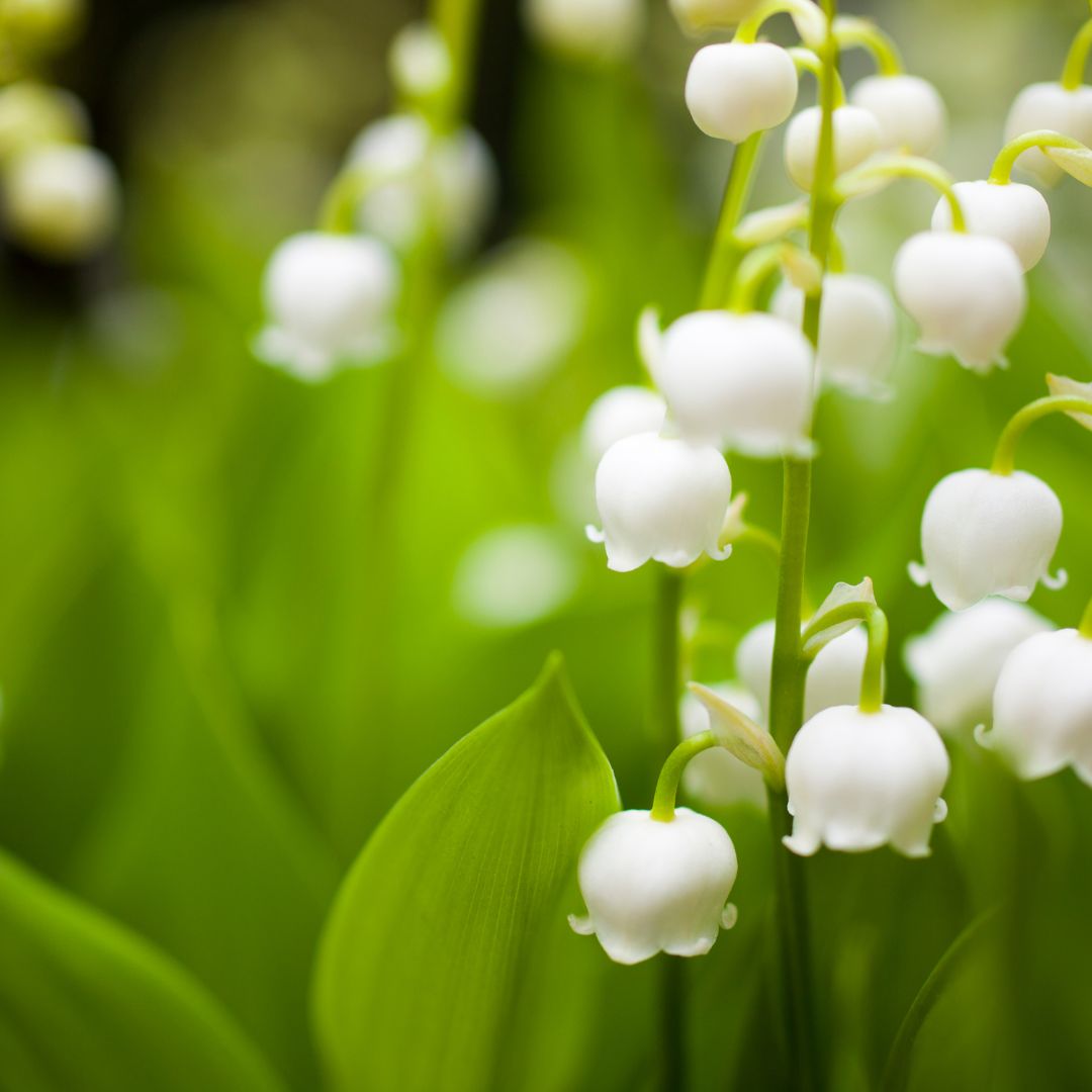 Lily of the Valley Bulbs | Convallaria majalis