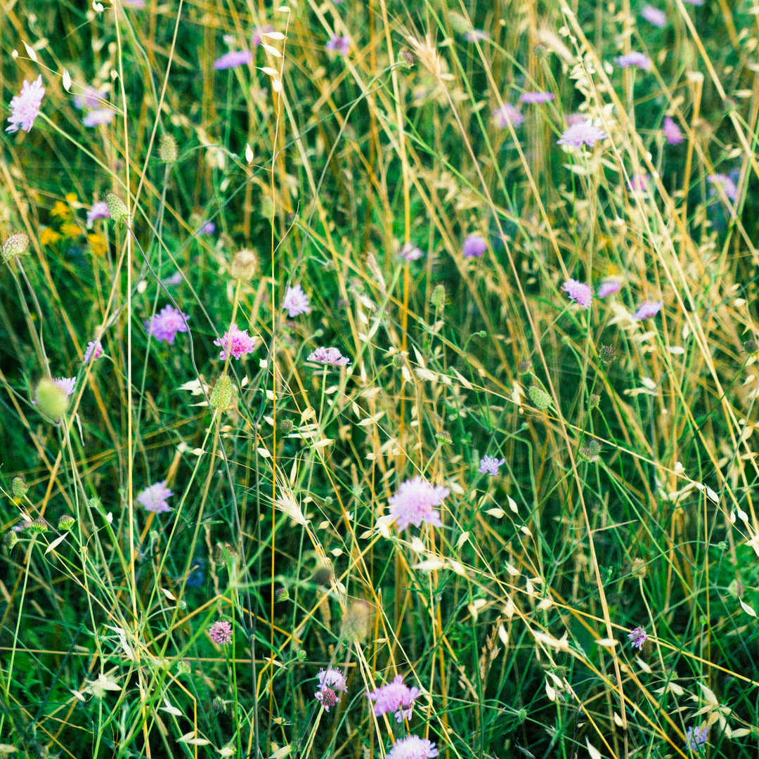 Urban SuDS Seed Mix