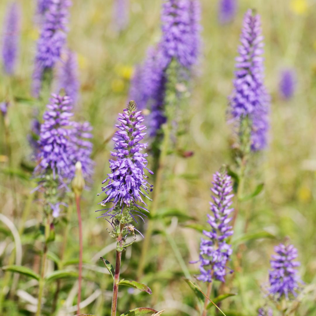 Spiked Speedwell Plug Plants | Veronica spicata