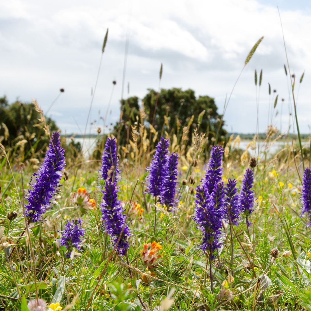 Spiked Speedwell Plug Plants | Veronica spicata