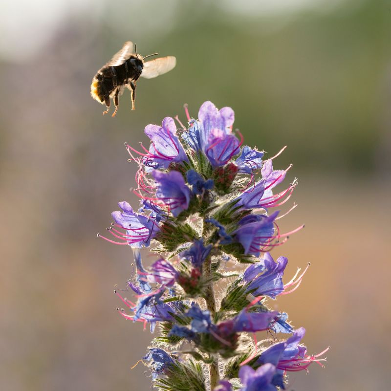 A bee landing on viper's bugloss flowers