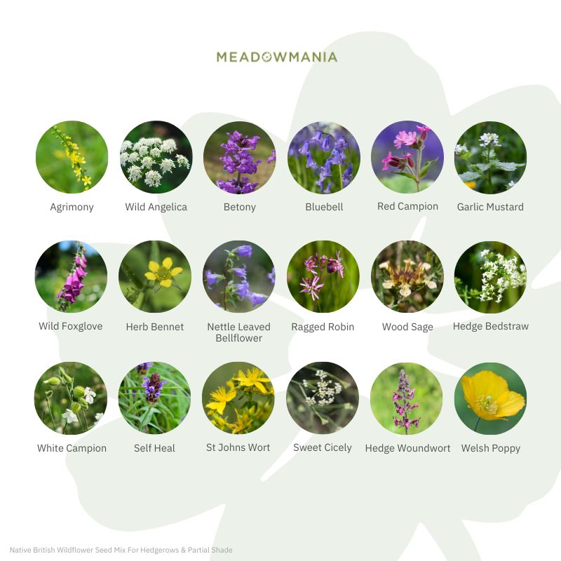 Native British Wildflower Seeds For Partial Shade