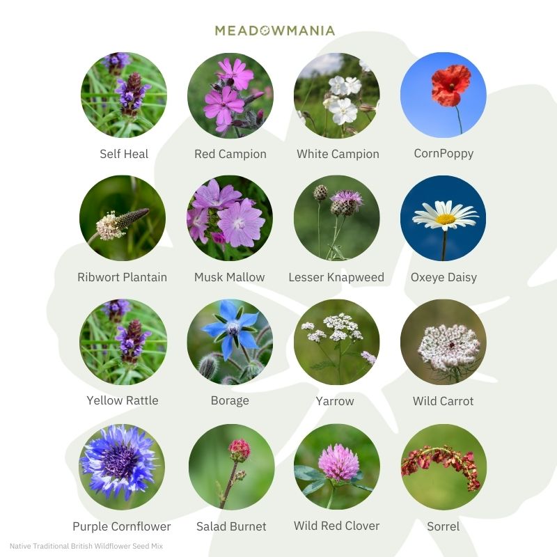 Native Traditional British 100% Wildflower Seed Mix