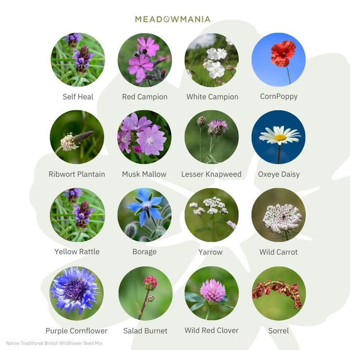Native Traditional British 100% Wildflower Seed Mix