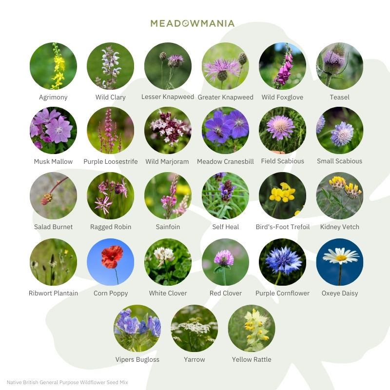 Native British General Purpose Wildflower Seed Mix