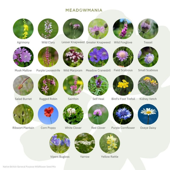 Native British General Purpose Wildflower Seed Mix